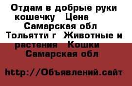 Отдам в добрые руки кошечку › Цена ­ 50 - Самарская обл., Тольятти г. Животные и растения » Кошки   . Самарская обл.